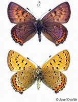 Lycaena helle - Violet Copper