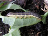 Mamestra brassicae - Cabbage Moth