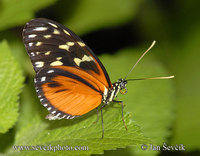 Heliconius hecale