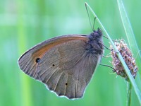 Maniola jurtina - Meadow Brown