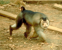 Pigtail macaque (Macaca nemestrina)