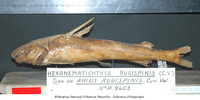 Amphiarius rugispinis, Softhead sea catfish: fisheries