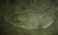 Pegusa lascaris, Sand sole: fisheries