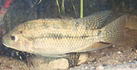 Oreochromis spilurus niger, Athi River tilapia: aquaculture, aquarium