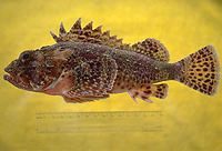 Scorpaena guttata, California scorpionfish: fisheries, gamefish