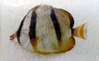 Chaetodon hoefleri, Four-banded butterfly fish: aquarium