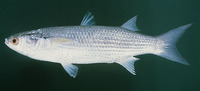 Valamugil seheli, Bluespot mullet: fisheries