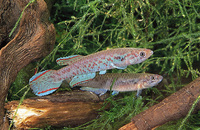 Scriptaphyosemion roloffi, : aquarium