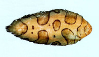Brachirus annularis, Annular sole: