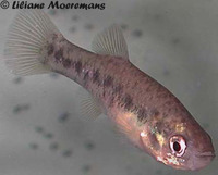 Xenotoca melanosoma, Black splitfin: