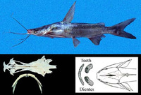 Cathorops hypophthalmus, Gloomy sea catfish: fisheries