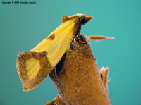 Agapeta zoegana - Knapweed Root Moth