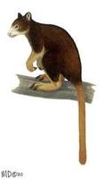 Image of: Dendrolagus matschiei (Huon tree kangaroo)