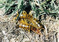 Scolopendra cingulata