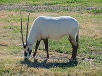 Image of: Oryx leucoryx (Arabian oryx)