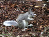 Image of: Sciurus aberti (Abert's squirrel)