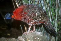 Tragopan satyra - Satyr Tragopan