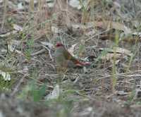 Neochmia temporalis - Red-browed Waxbill