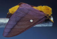 Image of: Anisota virginiensis