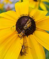 Image of: Chauliognathus pennsylvanicus (soldier beetle)