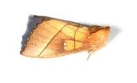 Image of: Nadata gibbosa