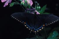 Image of: Papilio glaucus