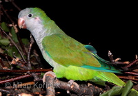 Myiopsitta monachus - Monk Parakeet