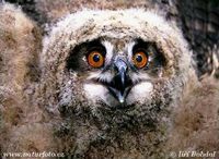 Bubo bubo - Eagle Owl