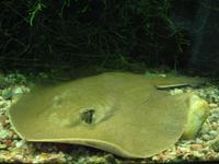 Potamotrygon orbignyi - Anglespot River Stingray