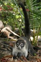 Nasua narica - White-nosed Coati