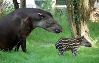 Tapirus terrestris - South American Tapir