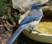 Image of: Aphelocoma californica (western scrub jay)