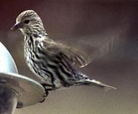 Image of: Carduelis pinus (pine siskin)