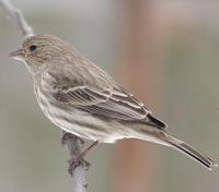 Image of: Carpodacus mexicanus (house finch)