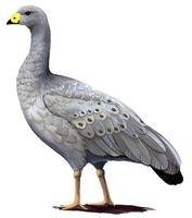 Image of: Cereopsis novaehollandiae (Cape barren goose)