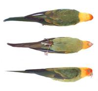 Image of: Conuropsis carolinensis (Carolina parakeet)