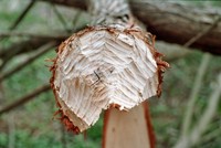 Castor fiber - Eurasian Beaver