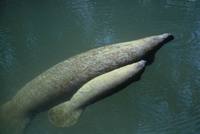 Trichechus manatus - West Indian Manatee