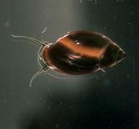 Image of: Physella gyrina (tadpole physa)