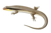 Image of: Mabuya striata