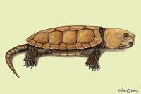 Image of: Platysternon megacephalum (big-headed turtle)