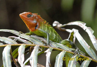 Calotes calotes