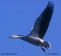 Bar-headed Goose - Anser indicus