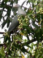 Pink-headed Imperial Pigeon - Ducula rosacea