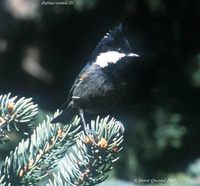 Rufous-vented Tit - Parus rubidiventris