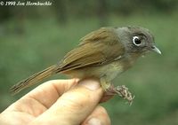 Nepal Fulvetta - Alcippe nipalensis