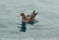 Flesh-footed Shearwater - Puffinus carneipes