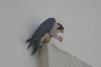 Peregrine Falcon - Falco peregrinus