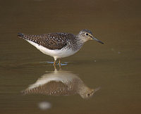 Solitary Sandpiper (Tringa solitaria) photo