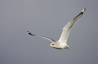 Mew Gull (Larus canus) photo
